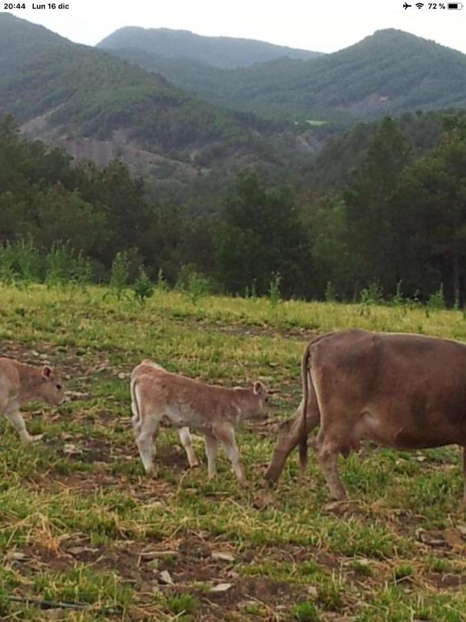 Preciosas Vistas A La Montana, Luminoso Y Acogedor Leilighet El Pueyo de Araguás Eksteriør bilde